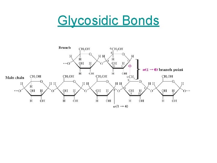 Glycosidic Bonds 