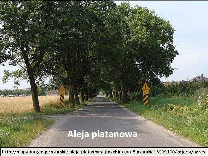 Aleja platanowa http: //mapa. targeo. pl/psarskie-aleja-platanowa-jarzebinowa-8 -psarskie~5909190/zdjecia/adres 