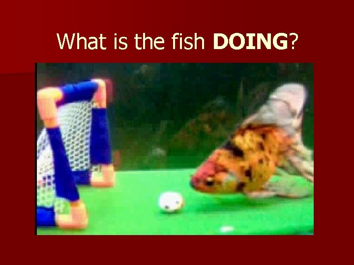 What is the fish DOING? 