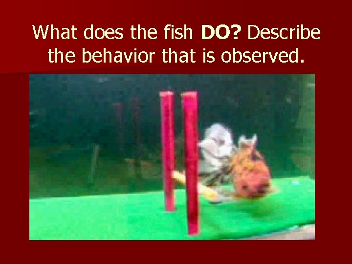 What does the fish DO? Describe the behavior that is observed. 