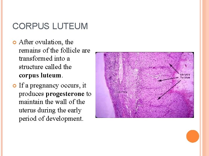 CORPUS LUTEUM After ovulation, the remains of the follicle are transformed into a structure
