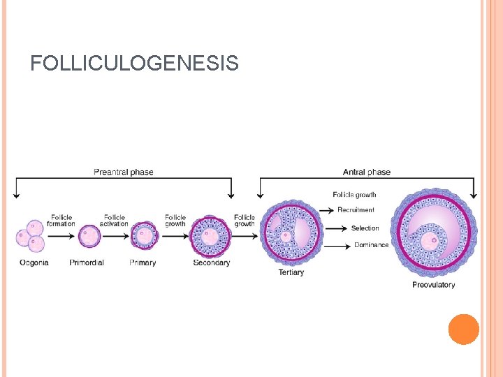 FOLLICULOGENESIS 