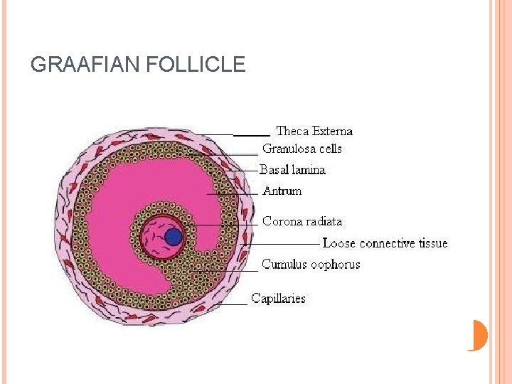 GRAAFIAN FOLLICLE 