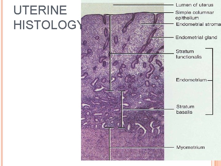 UTERINE HISTOLOGY 29 