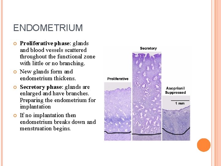 ENDOMETRIUM Proliferative phase: glands and blood vessels scattered throughout the functional zone with little