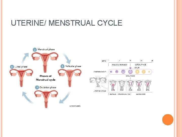 UTERINE/ MENSTRUAL CYCLE 