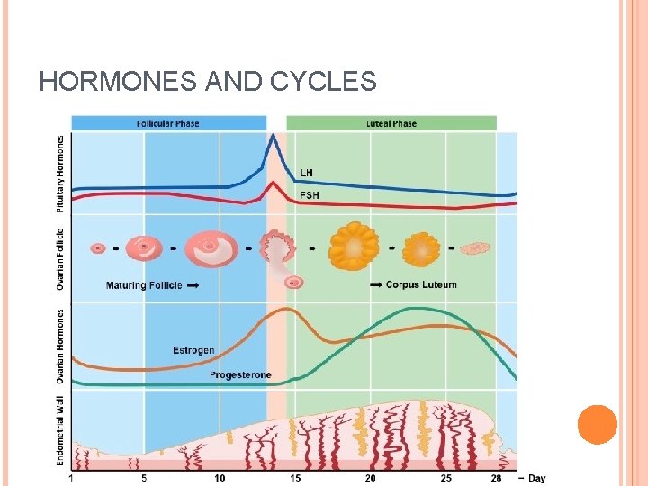 HORMONES AND CYCLES 