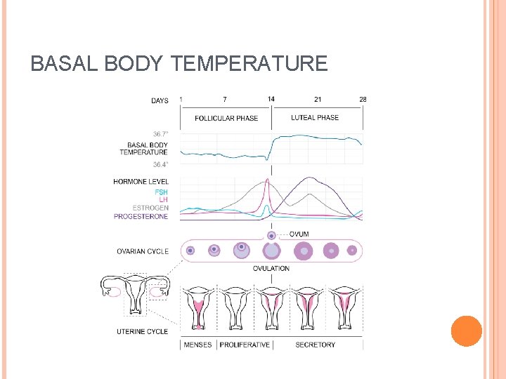 BASAL BODY TEMPERATURE 