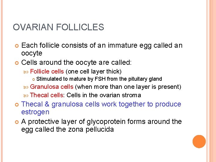 OVARIAN FOLLICLES Each follicle consists of an immature egg called an oocyte Cells around