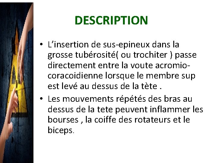  DESCRIPTION • L’insertion de sus-epineux dans la grosse tubérosité( ou trochiter ) passe