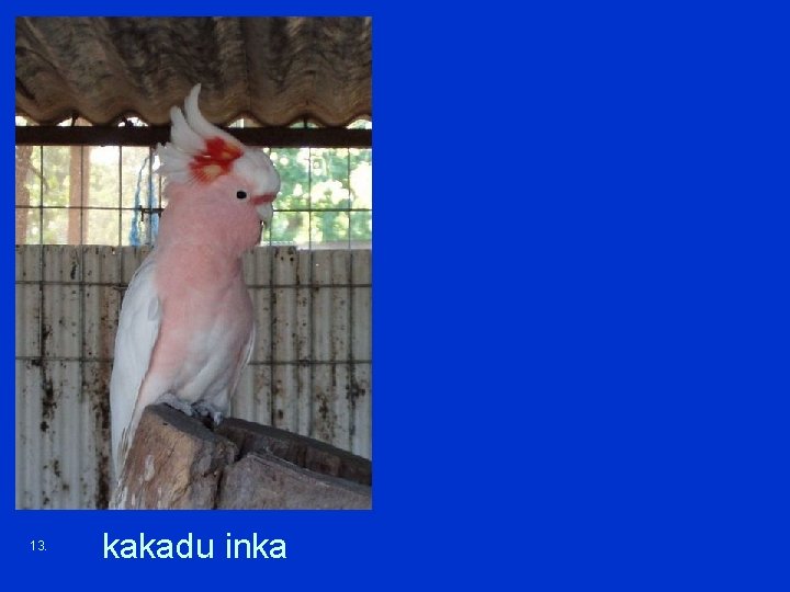 13. kakadu inka 