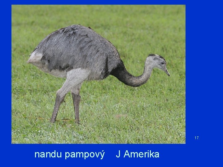 17. nandu pampový J Amerika 