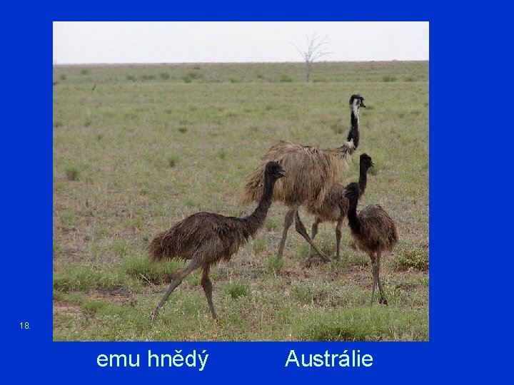 18. emu hnědý Austrálie 