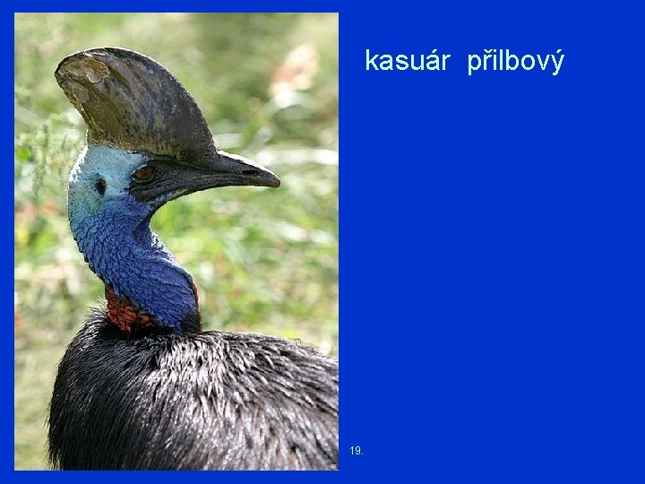 kasuár přilbový 19. 