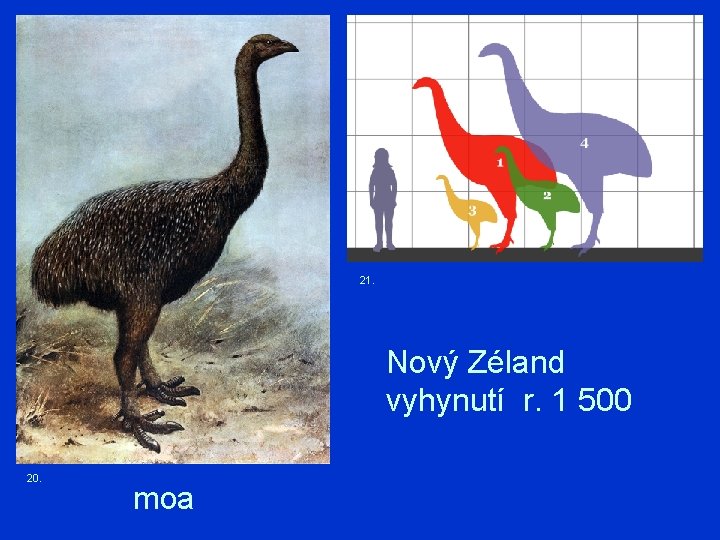 21. Nový Zéland vyhynutí r. 1 500 20. moa 