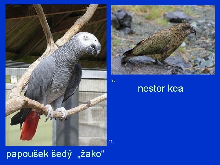 12. 11. papoušek šedý „žako“ nestor kea 