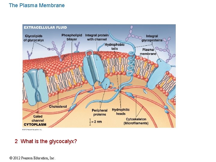 The Plasma Membrane 2 What is the glycocalyx? © 2012 Pearson Education, Inc. 