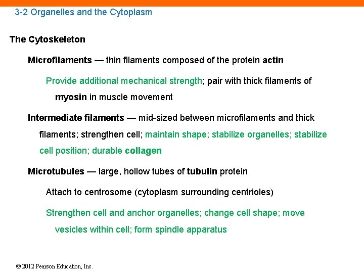 3 -2 Organelles and the Cytoplasm The Cytoskeleton Microfilaments — thin filaments composed of