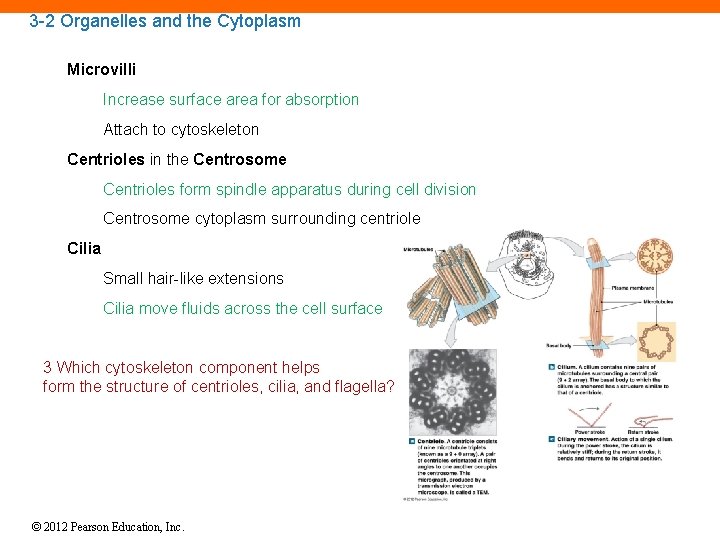 3 -2 Organelles and the Cytoplasm Microvilli Increase surface area for absorption Attach to