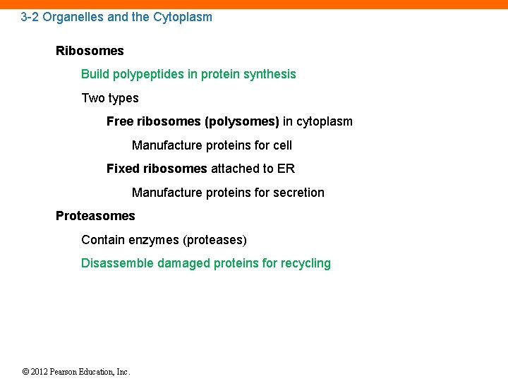 3 -2 Organelles and the Cytoplasm Ribosomes Build polypeptides in protein synthesis Two types