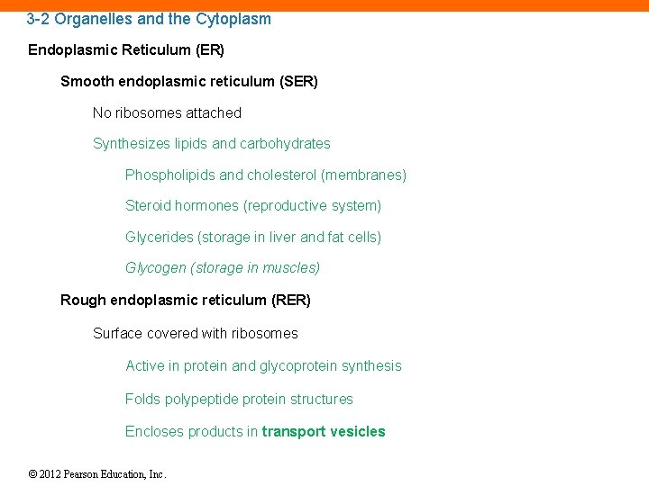 3 -2 Organelles and the Cytoplasm Endoplasmic Reticulum (ER) Smooth endoplasmic reticulum (SER) No