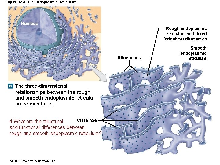 Figure 3 -5 a The Endoplasmic Reticulum Nucleus Rough endoplasmic reticulum with fixed (attached)