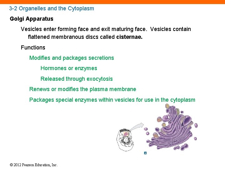 3 -2 Organelles and the Cytoplasm Golgi Apparatus Vesicles enter forming face and exit