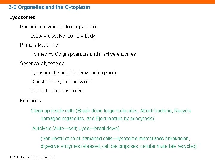 3 -2 Organelles and the Cytoplasm Lysosomes Powerful enzyme-containing vesicles Lyso- = dissolve, soma