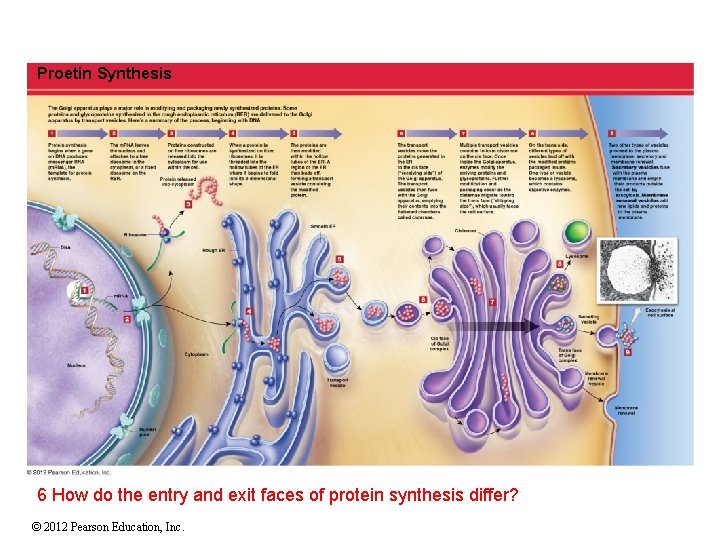 Proetin Synthesis 6 How do the entry and exit faces of protein synthesis differ?