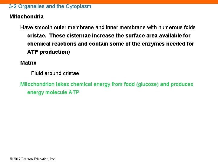 3 -2 Organelles and the Cytoplasm Mitochondria Have smooth outer membrane and inner membrane