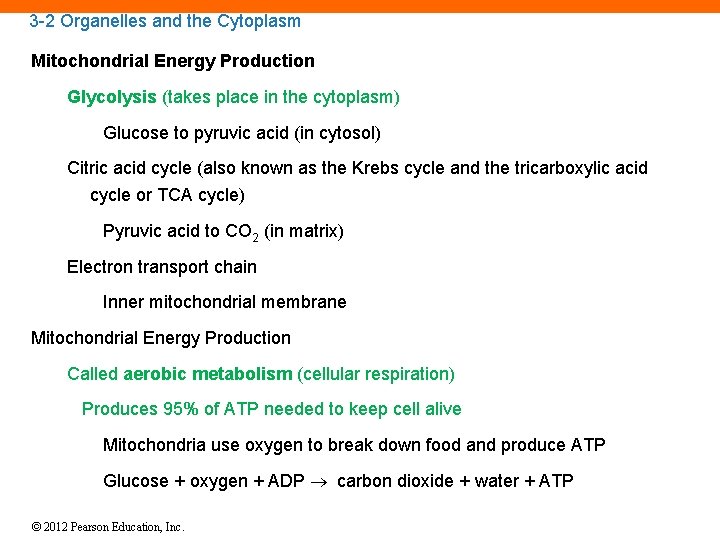 3 -2 Organelles and the Cytoplasm Mitochondrial Energy Production Glycolysis (takes place in the