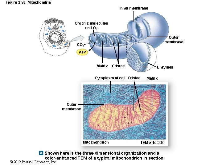 Figure 3 -9 a Mitochondria Inner membrane Organic molecules and O 2 Outer membrane