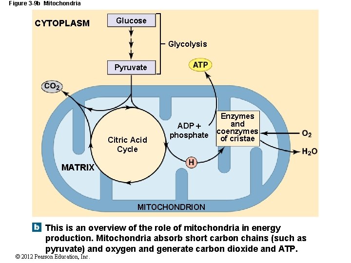 Figure 3 -9 b Mitochondria CYTOPLASM Glucose Glycolysis Pyruvate Citric Acid Cycle Enzymes and