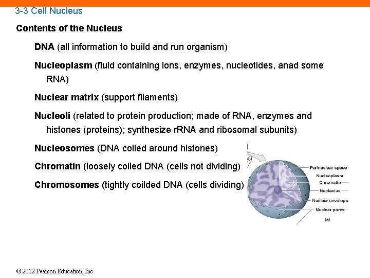 3 -3 Cell Nucleus Contents of the Nucleus DNA (all information to build and