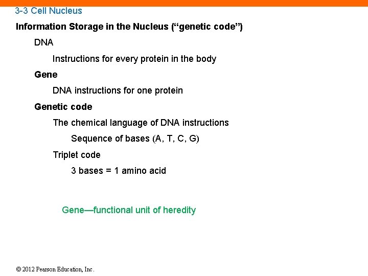 3 -3 Cell Nucleus Information Storage in the Nucleus (“genetic code”) DNA Instructions for