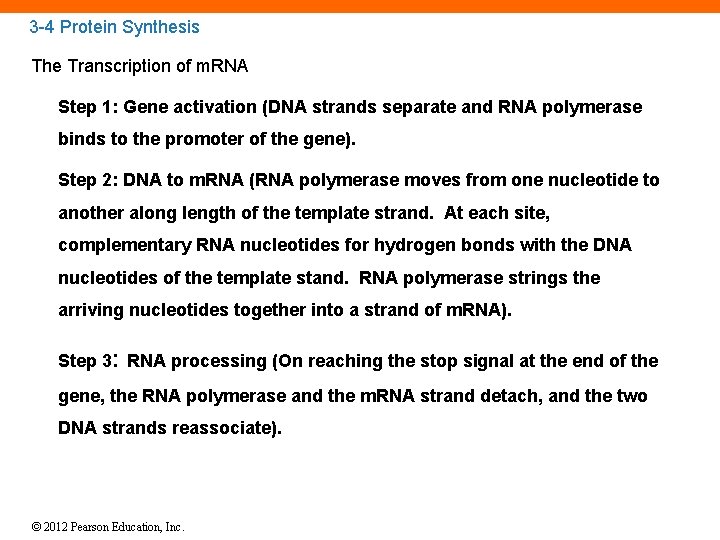 3 -4 Protein Synthesis The Transcription of m. RNA Step 1: Gene activation (DNA