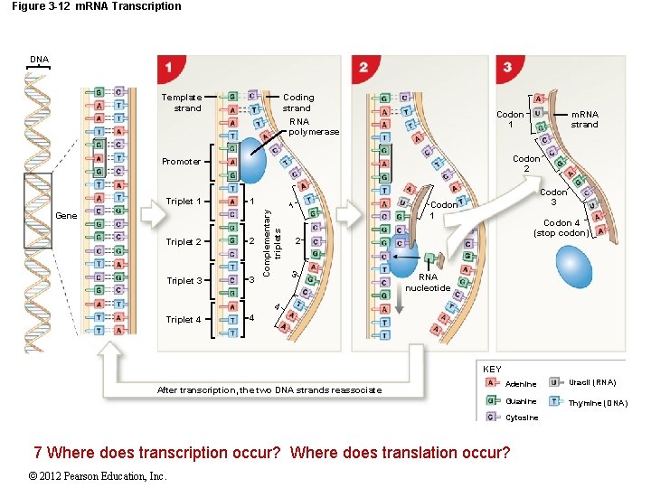 Figure 3 -12 m. RNA Transcription DNA Template strand Coding strand RNA polymerase Codon