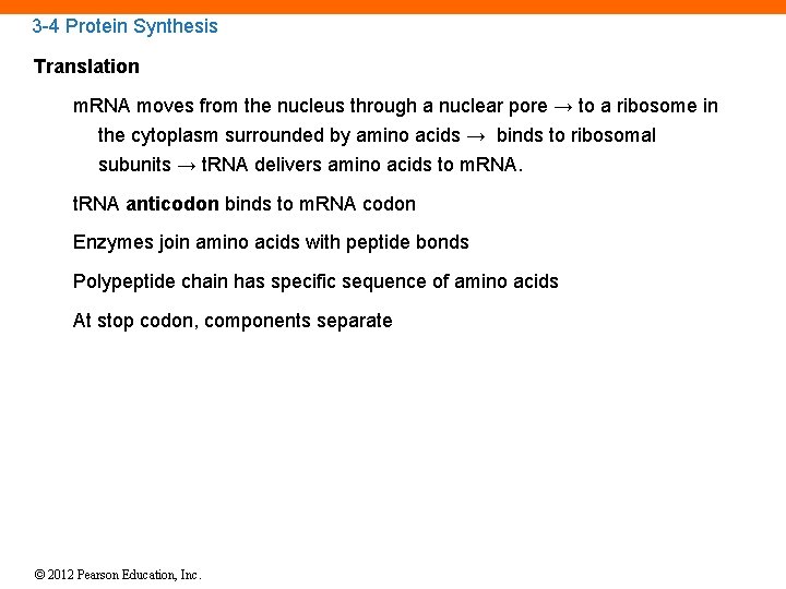 3 -4 Protein Synthesis Translation m. RNA moves from the nucleus through a nuclear
