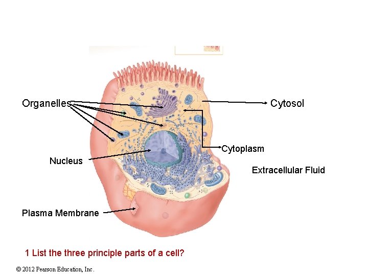 Organelles Cytosol Cytoplasm Nucleus Plasma Membrane 1 List the three principle parts of a