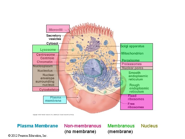 Plasma Membrane © 2012 Pearson Education, Inc. Non-membranous (no membrane) Membranous (membrane) Nucleus 
