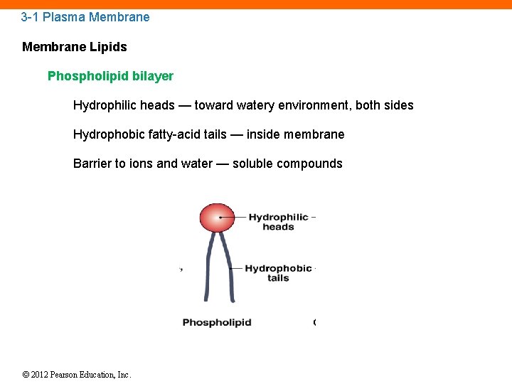 3 -1 Plasma Membrane Lipids Phospholipid bilayer Hydrophilic heads — toward watery environment, both