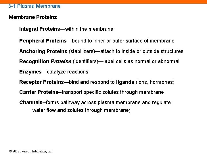 3 -1 Plasma Membrane Proteins Integral Proteins—within the membrane Peripheral Proteins—bound to inner or