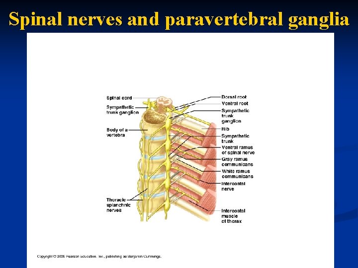 Spinal nerves and paravertebral ganglia 