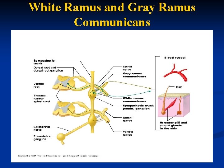 White Ramus and Gray Ramus Communicans 