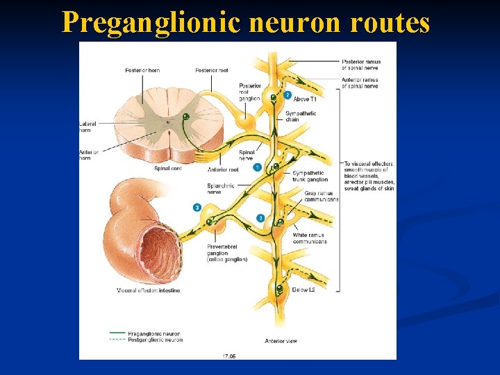 Preganglionic neuron routes 