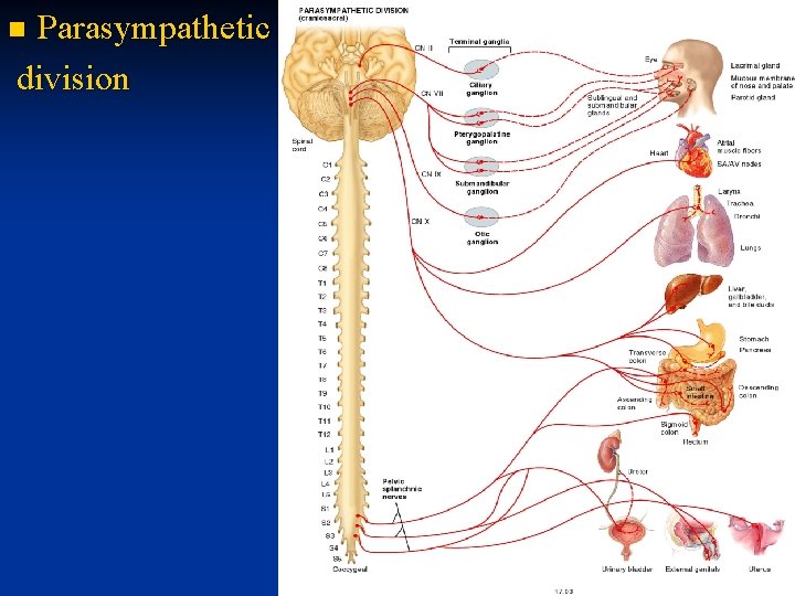 Parasympathetic division n 