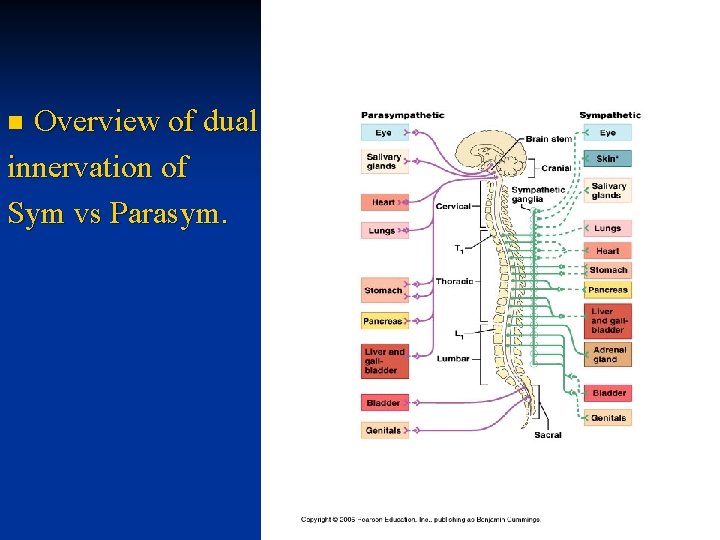 Overview of dual innervation of Sym vs Parasym. n 