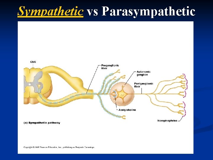 Sympathetic vs Parasympathetic 