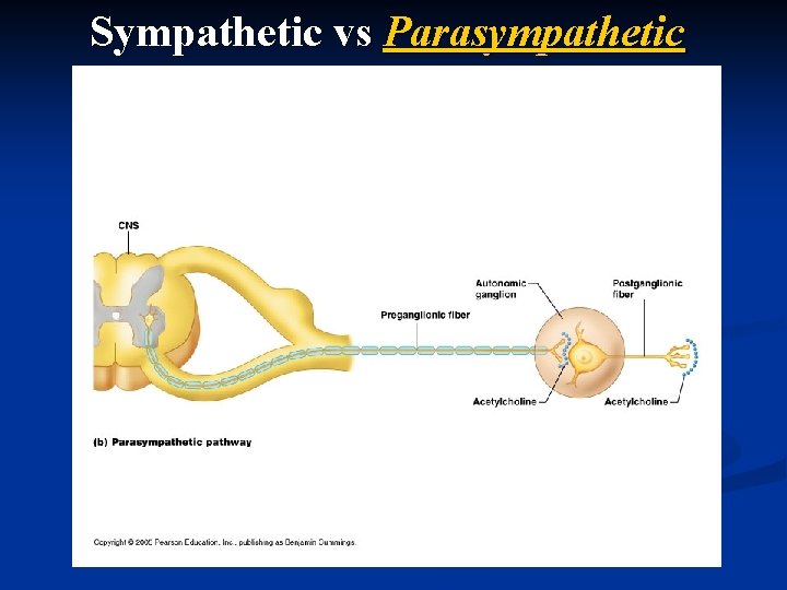 Sympathetic vs Parasympathetic 