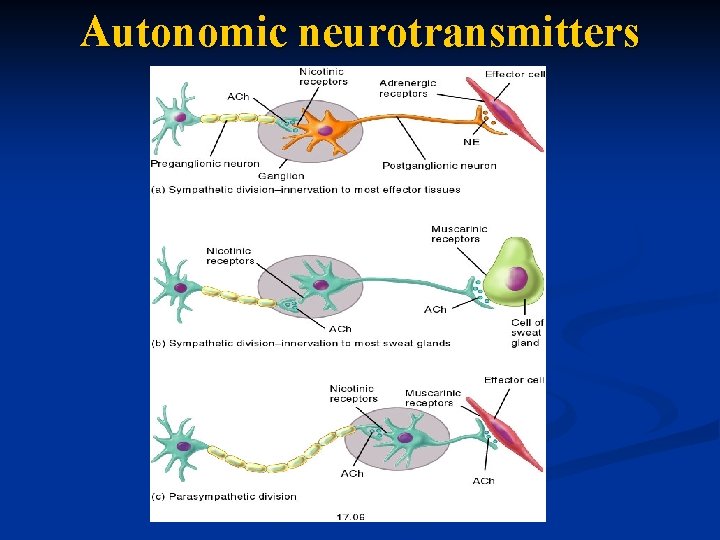Autonomic neurotransmitters 